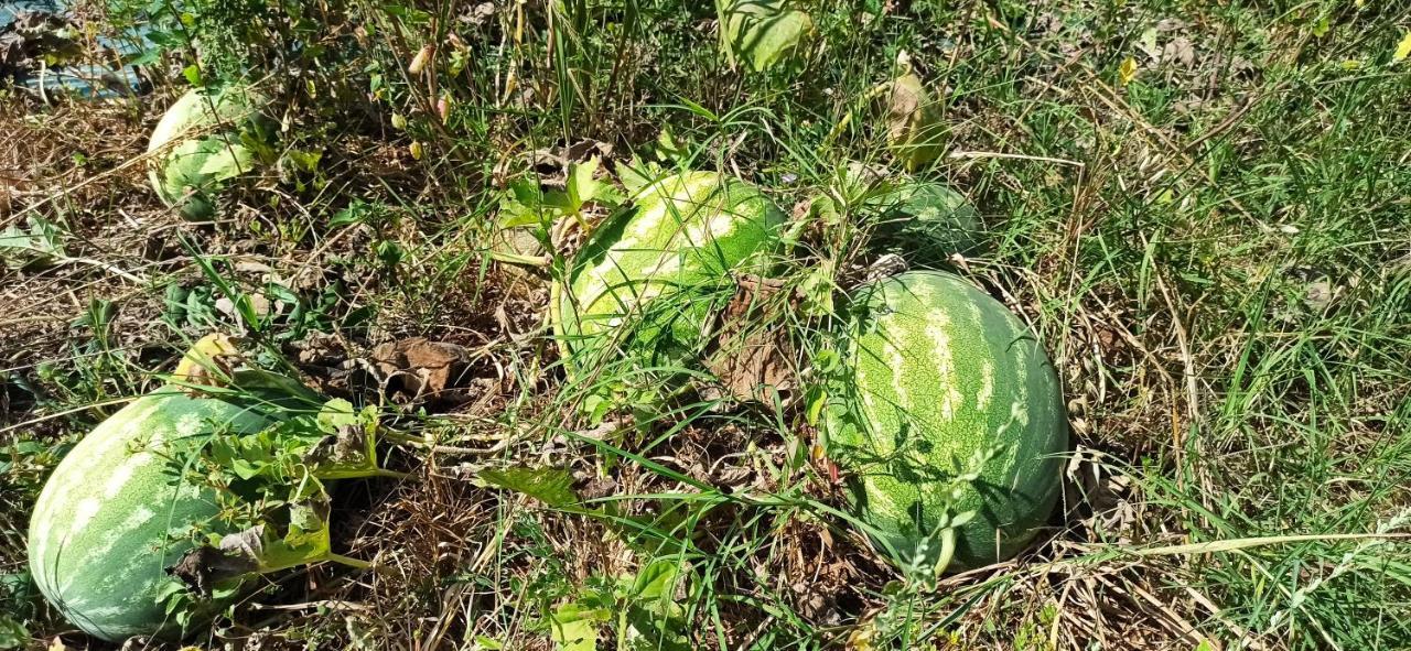 Séjour à la ferme La Talpa Marsiliana d'Albegna