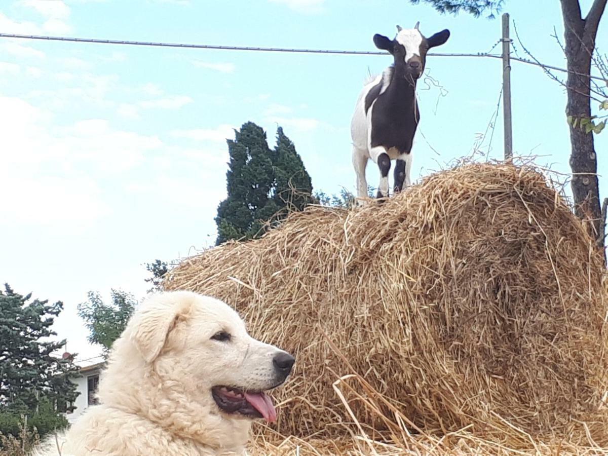 La Talpa Séjour à la ferme Marsiliana d'Albegna