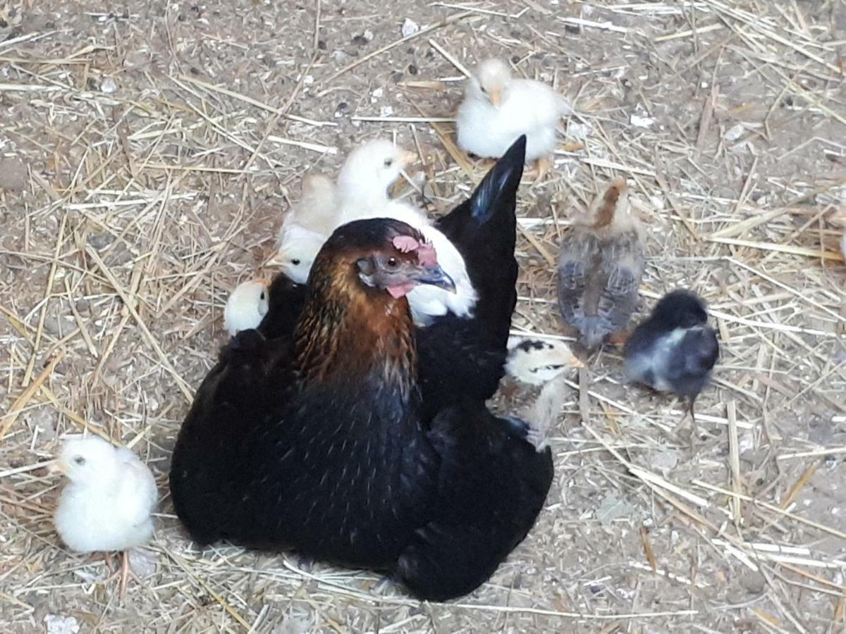 La Talpa Séjour à la ferme
