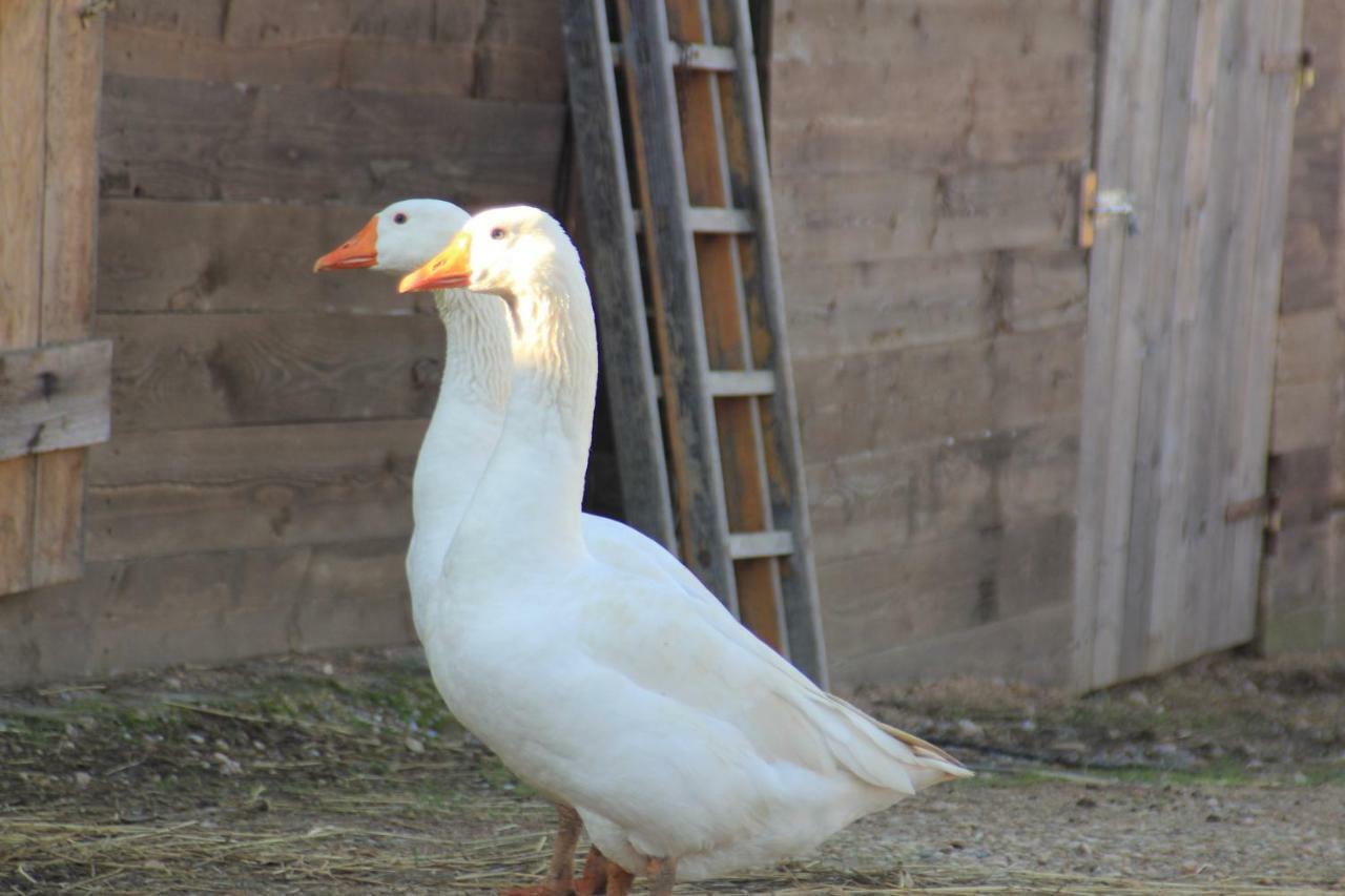 Séjour à la ferme La Talpa Marsiliana d'Albegna