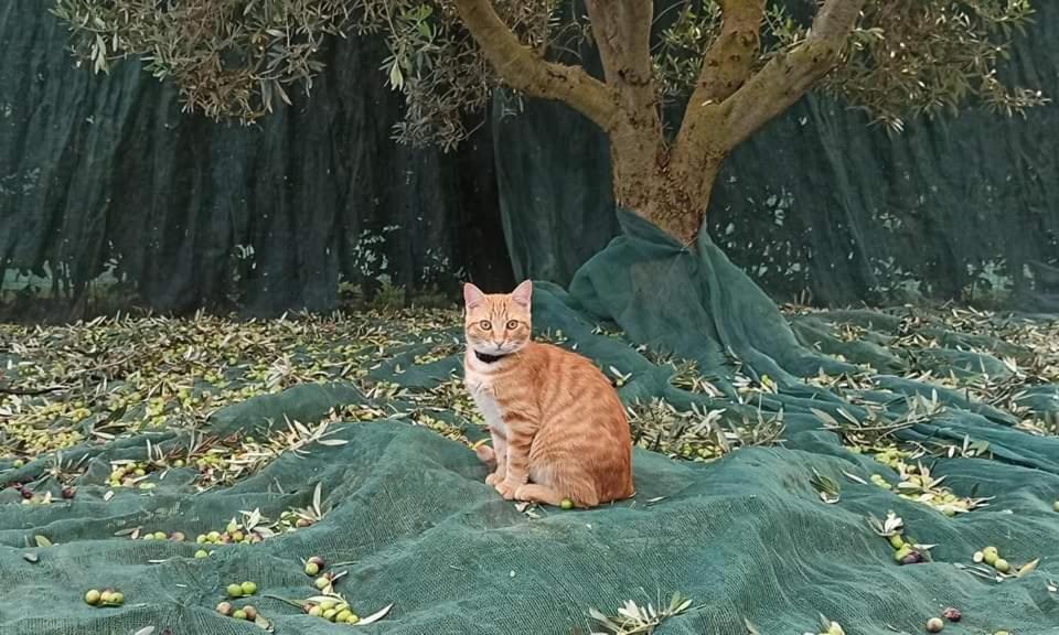 La Talpa Bauernhof Marsiliana